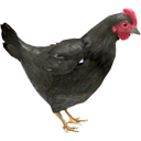 Black Chicken