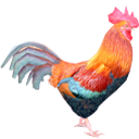 Multicolor Rooster