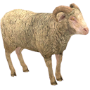 Ram